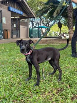 Lisa Rinna -  Hound and Mixed Breed Dog for Adoption in Honolulu, Hawaii - Lisa Rinna | PetCurious