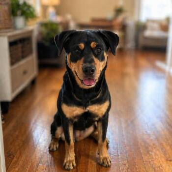 Rottweiler Dogs Available for Adoption in Houston, Texas - Cannoli - Goofy, Loving, Big Personality & A Heart Of Gold! Fost | PetCurious