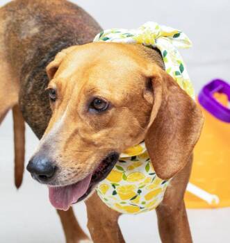 Rescue Hound Dogs for Adoption in Sanford, Florida - Bea | PetCurious
