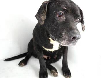 Labrador Retriever and Mixed Breed Dogs Available for Adoption in Houston, Texas - TORRID | PetCurious