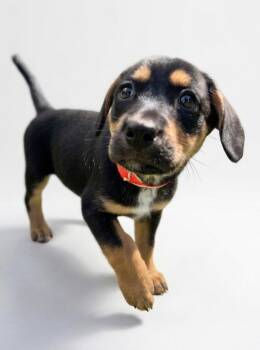 Tella -  Shepherd and Mixed Breed Dog for Adoption in Hudson, New York - Tella | PetCurious