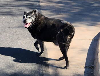 Rescue Pug and Chihuahua Dogs for Adoption in Chandler, Arizona - ERNIE | PetCurious