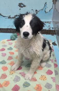Border Collie and Great Pyrenees Dogs Available for Adoption in Othello, Washington - Dusti | PetCurious