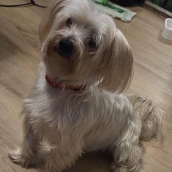 Gucci -  Maltese and Yorkshire Terrier Dog for Adoption in Boca Raton, Florida - Gucci | PetCurious