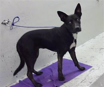 CHARLIE -  German Shepherd Dog and Mixed Breed Dog for Adoption in Houston, Texas - CHARLIE | PetCurious