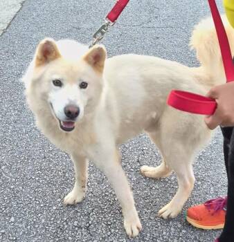 Pen 104c Alfredo Hw + -  Siberian Husky Dog for Adoption in Lawrenceville, Georgia - Pen 104c Alfredo Hw + | PetCurious