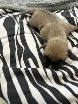 Rescue Pit Bull Terrier and Mixed Breed Dogs for Adoption in Fort Worth, Texas - 59256489 | PetCurious