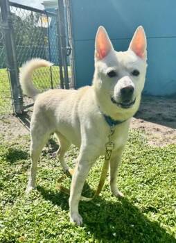 Angel -  Mixed Breed Dog for Adoption in Vero Beach, Florida - Angel | PetCurious