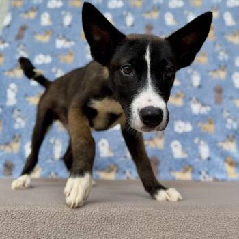 Tove -  Husky and Mixed Breed Dog for Adoption in Carencro, Louisiana - Tove | PetCurious