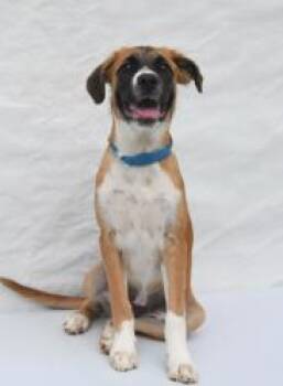 Arline -  Labrador Retriever and Mixed Breed Dog for Adoption in Kansas City, Missouri - Arline | PetCurious