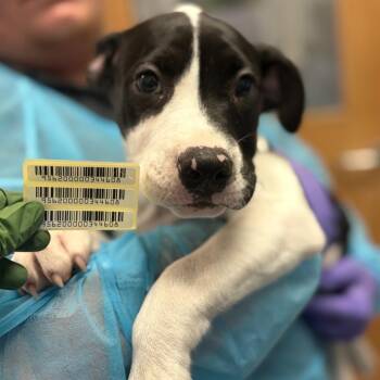 Jersey -  Mixed Breed Dog for Adoption in Charleston, West Virginia - Jersey | PetCurious
