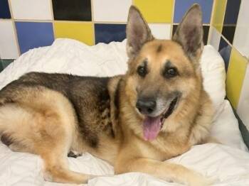 Mixed Breed Dogs Available for Adoption in Georgetown, Texas - Zee | PetCurious