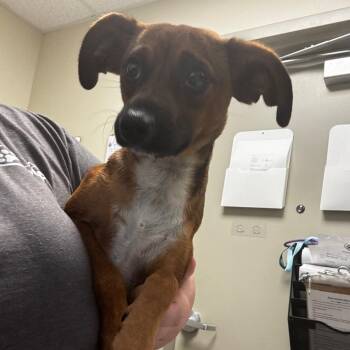 Paige -  Chihuahua and Mixed Breed Dog for Adoption in Tulsa, Oklahoma - Paige | PetCurious