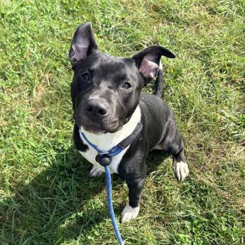 Lilith -  Pit Bull Terrier Dog for Adoption in Allegan, Michigan - Lilith | PetCurious