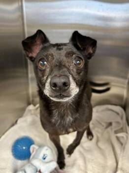 Rescue Mixed Breed Dogs for Adoption in Dekalb, Illinois - Taz | PetCurious