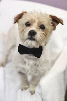 Shih Tzu Dogs Available for Adoption in Manchester, New Hampshire - Fiddle In NH! Come Meet Our Adoptable Dogs Wednesday-Saturday. M | PetCurious