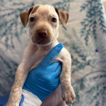 Lemon Pepper -  German Shorthaired Pointer Dog for Adoption in San Antonio, Texas - Lemon Pepper | PetCurious