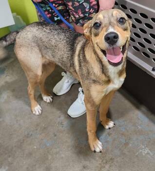 Mixed Breed Dogs Available for Adoption in Point Pleasant, West Virginia - Davey Boy (Toast) | PetCurious
