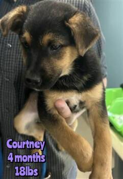 Mixed Breed Dogs Available for Adoption in Holbrook, New York - COURTNEY | PetCurious