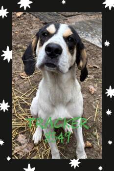 Hound Dogs Available for Adoption - Tracker | PetCurious