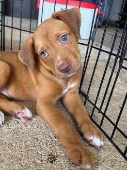 Miel -  Vizsla Dog for Adoption in North Reading, Massachusetts - Miel | PetCurious