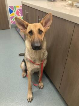 German Shepherd Dog Dogs Available for Adoption in Baytown, Texas - ZOLA | PetCurious