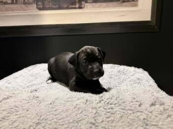 Boxer and Poodle Dogs Available for Adoption - Archer | PetCurious