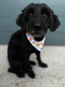 Maltese and Poodle Dogs Available for Adoption in Barron, Wisconsin - Sasha | PetCurious