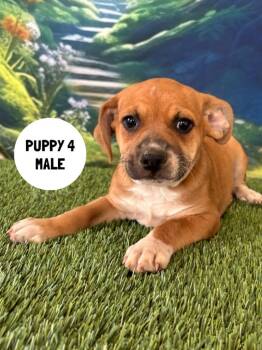 Labrador Retriever and Mixed Breed Dogs Available for Adoption in Rutherfordton, North Carolina - Linguini | PetCurious