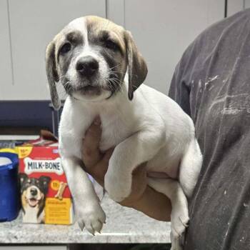 Leek -  Hound Dog for Adoption in Springboro, Ohio - Leek | PetCurious