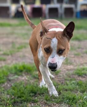 Labrador Retriever and Mixed Breed Dogs Available for Adoption - Willa | PetCurious