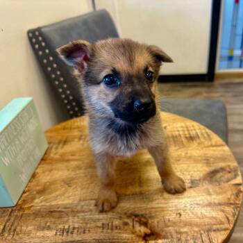 Rescue German Shepherd Dog and Australian Shepherd Dogs for Adoption in Gallatin, Tennessee - Dahlia | PetCurious