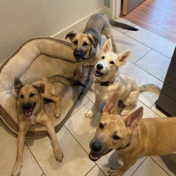 Mary -  Shepherd Dog for Adoption in Branford, Connecticut - Mary | PetCurious