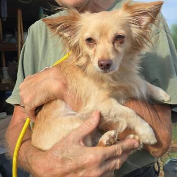 Canelo -  Chihuahua and Pomeranian Dog for Adoption in Marana, Arizona - Canelo | PetCurious