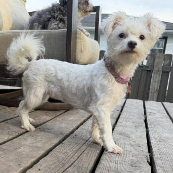 Maltese Dogs Available for Adoption in Grand Forks, North Dakota - Loofah | PetCurious