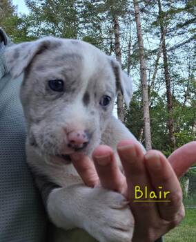 Pit Bull Terrier and Catahoula Leopard Dog Dogs Available for Adoption in Brookings, Oregon - Blair | PetCurious
