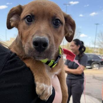 Shepherd Dogs Available for Adoption in Parker, Colorado - 498 (2026) Maverick | PetCurious