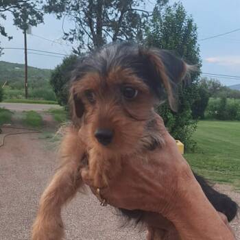 Lainey -  Yorkshire Terrier Dog for Adoption in Tucson, Arizona - Lainey | PetCurious