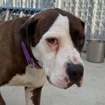 Lafonda -  Terrier Dog for Adoption in Warren, Ohio - Lafonda | PetCurious