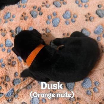 Dusk (Orange Collar) -  German Shepherd Dog Dog for Adoption in Tulsa, Oklahoma - Dusk (Orange Collar) | PetCurious