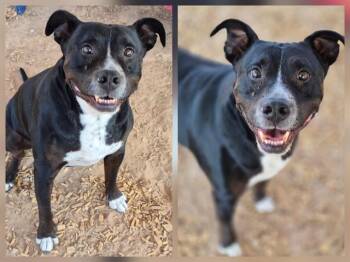 BEAST -  Pit Bull Terrier Dog for Adoption in Albuquerque, New Mexico - BEAST | PetCurious