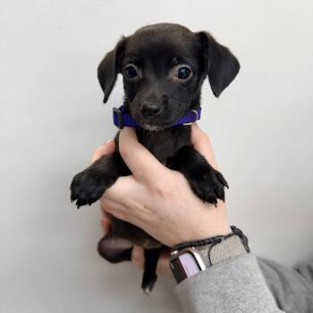 Sabrina Carpenter -  Mixed Breed Dog for Adoption in Las Vegas, Nevada - Sabrina Carpenter | PetCurious