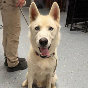 TUSC-Stray-85548 -  Husky and Mixed Breed Dog for Adoption in Tuscaloosa, Alabama - TUSC-Stray-85548 | PetCurious