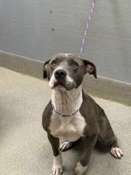 WHISPER -  Pit Bull Terrier Dog for Adoption in Las Vegas, Nevada - WHISPER | PetCurious