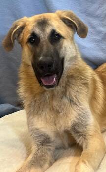 Rescue German Shepherd Dog and Husky Dogs for Adoption in Las Vegas, Nevada - Teddy | PetCurious
