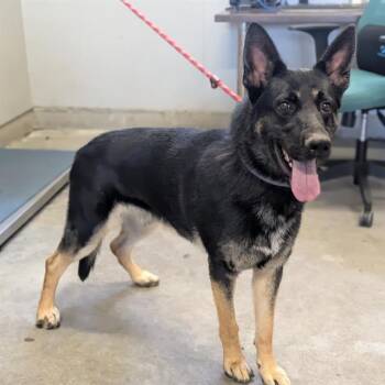 A886097 -  German Shepherd Dog Dog for Adoption in Camarillo, California - A886097 | PetCurious