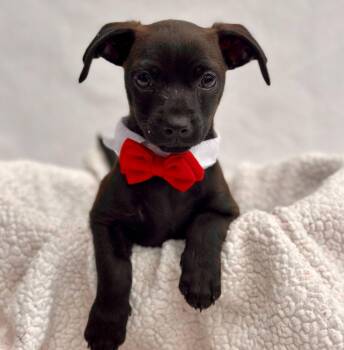 Dachshund and Chihuahua Dogs Available for Adoption in Palo Alto, California - Limousine | PetCurious