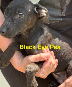 Black Eye Pea -  Shepherd Dog for Adoption in Saint Francisville, Louisiana - Black Eye Pea | PetCurious