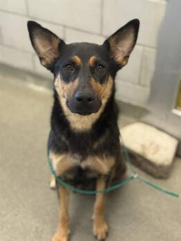 Rescue Mixed Breed Dogs for Adoption in Dallas, Texas - HANNA | PetCurious