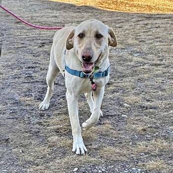 Mixed Breed Dogs Available for Adoption - Sunny | PetCurious